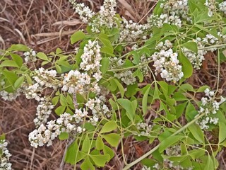 Serjania sp floristic climber from the Brazilian cerrado biome