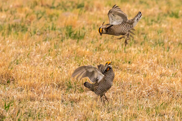 USA, Nebraska, Sand Hills. Male greater prairie chickens fighting. 
