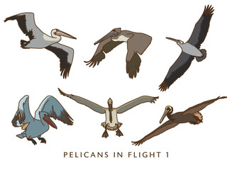 Pelicans in Flight 1 - Colors!