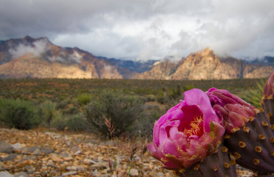 Pink flower blooming on desert cactus at Red Rock Canyon, Las Vegas, Nevada.