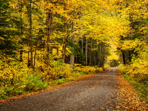 USA, New Hampshire, White Mountains, Fall color along Jefferson Notch Road