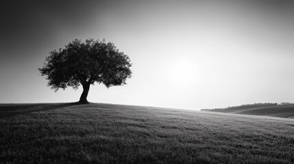 Obraz premium Monochrome Magnificence: Captivating Black and White Nature Scenes Revealing Texture, Contrast, and Composition