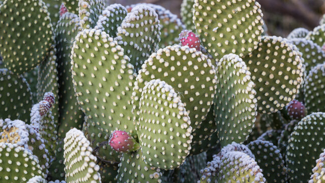 USA, New Mexico, Bosque del Apache National Wildlife Refuge. Close-up of beavertail prickly-pear cactus. 