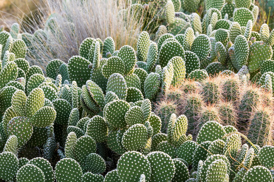 USA, New Mexico, Bosque del Apache National Wildlife Refuge. Group of beavertail prickly-pear cacti. 