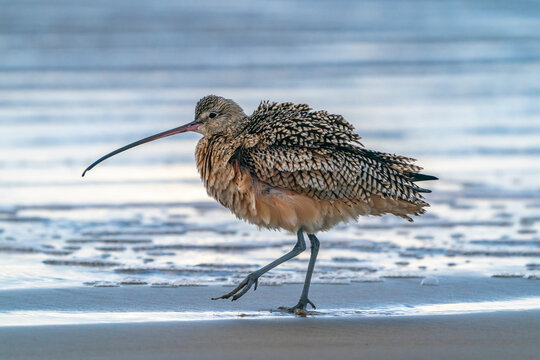 USA, California, Morro Bay. Long-billed curlew fluffing its feathers.