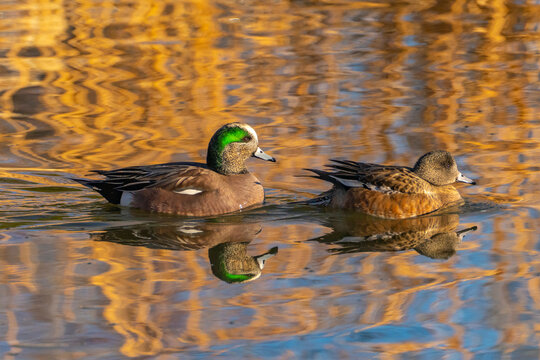 USA, New Mexico, Albuquerque. American wigeon male and female in water.