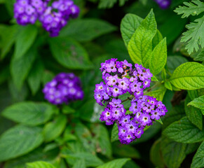 close-up of violet phlox maculata