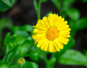 Close-up of yellow calendula stellata