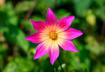 Close-up of violet and white dahlia