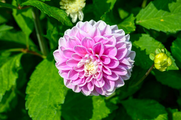 Close-up of violet dahlia