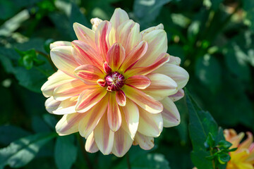 Close-up of red and white dahlia