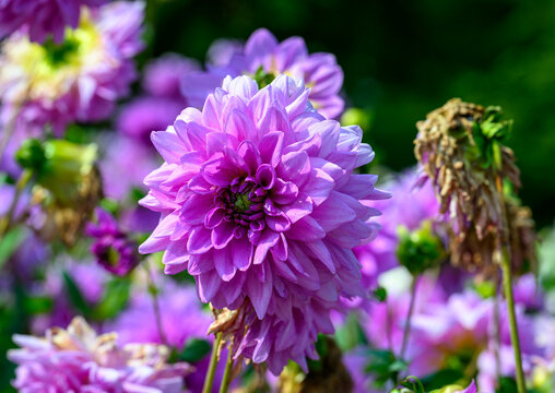 Close-up of violet and red dahlia