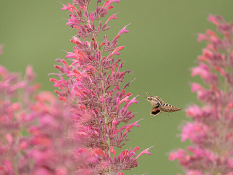 White-lined Sphinx moth pollinating the agastache flowers