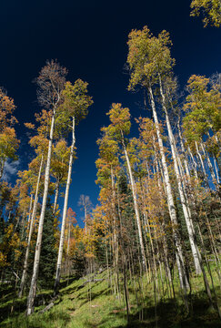 Aspen trees with fall color, Santa Fe National Forest, New Mexico