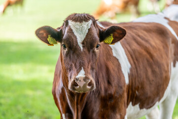 a cow stands in the meadow and looks straight into the camera