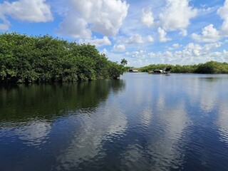 Swamp  lagoon of trees with blue sky and clouds reflecting in the water