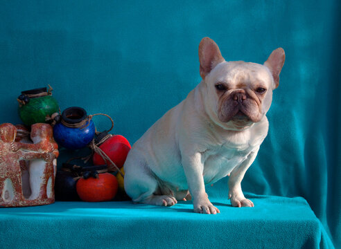 French Bulldog posing (MR)
