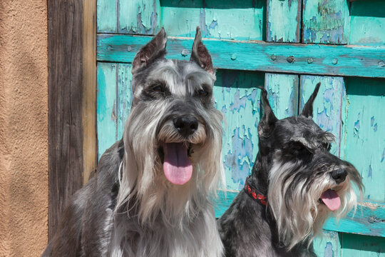 Schnauzers in front of blue door (MR)