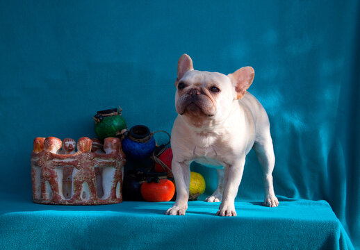 French Bulldog posing (MR)
