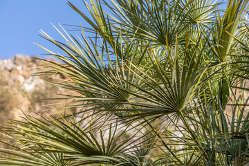 Beautiful Washingtonia robusta palm with big leaves is on the blue sky background