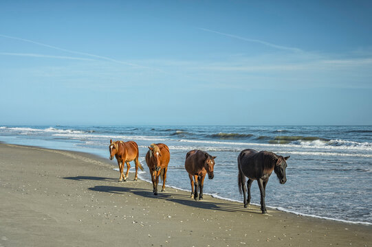 A group of wild Spanish Mustangs of Corolla walking along the beach.