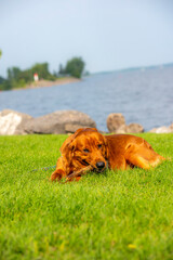 A happy golden retriever smiles while playing outside in the green grass on a beautiful summer day