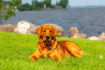A happy golden retriever smiles while playing outside in the green grass on a beautiful summer day