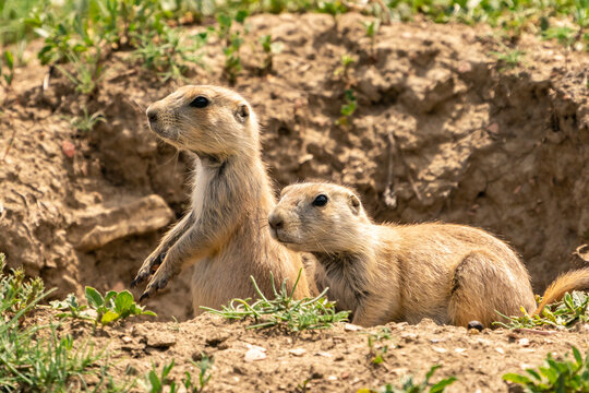 USA, North Dakota, Theodore Roosevelt National Park. Prairie dogs in den.