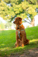 A happy golden retriever smiles with his tongue hanging out while playing outside in the green grass on a beautiful summer day
