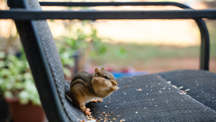 A cute chipmunk is trying to eat peanuts fed by a human. The chipmunk is brave to get closer to the camera. He is so cute when trying to get as much peanut as possible. He is mouthful of peanut