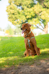 A happy golden retriever smiles with his tongue hanging out while playing outside in the green grass on a beautiful summer day