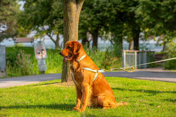 A happy golden retriever smiles with his tongue hanging out while playing outside in the green grass on a beautiful summer day