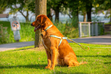 A happy golden retriever smiles with his tongue hanging out while playing outside in the green grass on a beautiful summer day