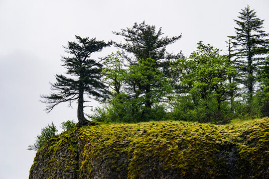 USA, Oregon. Columbia Gorge, conifers on bluff above Oneonta Gorge.