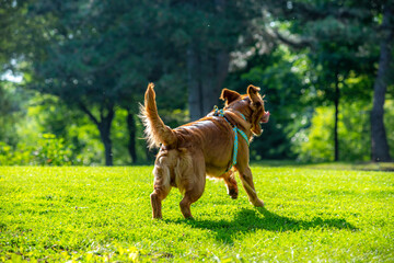 A happy golden retriever smiles with his tongue hanging out while playing outside in the green grass on a beautiful summer day