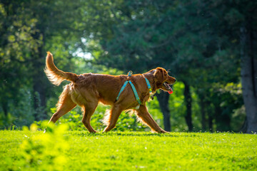 A happy golden retriever smiles with his tongue hanging out while playing outside in the green grass on a beautiful summer day