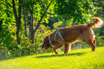 A happy golden retriever smiles with his tongue hanging out while playing outside in the green grass on a beautiful summer day