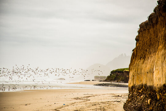 USA, Oregon. Muriel O. Ponsler Beach, bluff revealing geologic coastal layers along the beach, flock of sea birds.