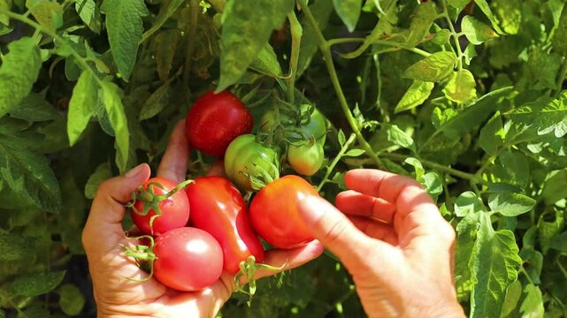 Woman's hands picking fresh red pire tomatos from the bush