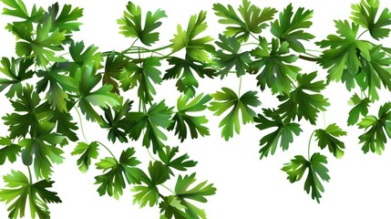Fototapeta premium Green Leaves Vine Illustration