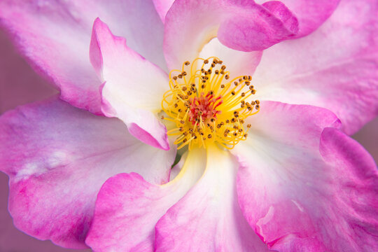 USA, Oregon, Portland. Rose detail. 