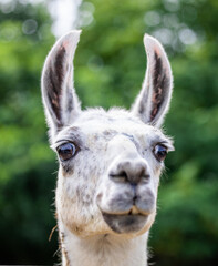 Obraz premium Funny portrait of white lama outdoor