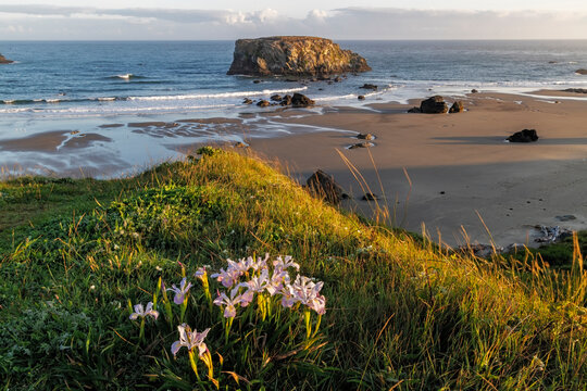 Wild iris with Table Rock at Bandon, Oregon, USA.