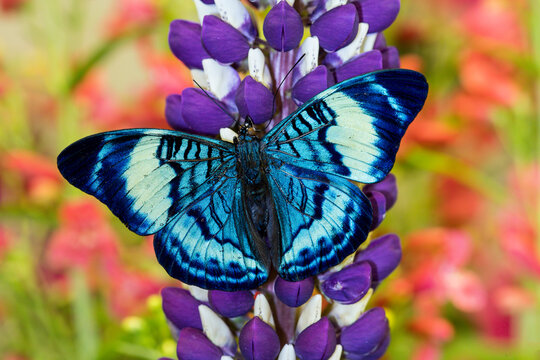 Butterfly, Panacea procilla on lupine, Bandon, Oregon