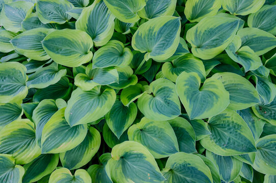USA, Oregon, Salem. Sebright Gardens with hosta