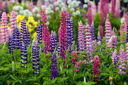 USA, Oregon, Salem. Schreiner's Iris Gardens with Russel lupine in full bloom