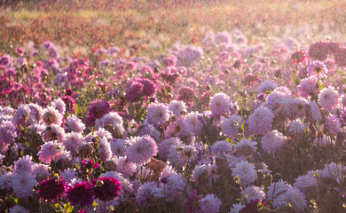 USA, Oregon, Wilsonville, dahlia field with water coming down like rain showers as they water the plants