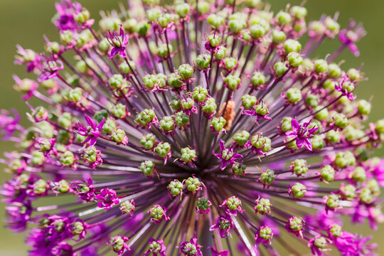 USA, Oregon, Salem. Allium bloom fading