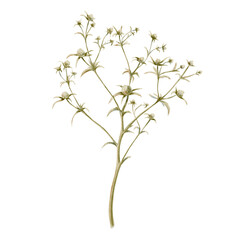 Fototapeta premium Thistle or feverweed relieves insomnia, purifies the blood and stops bleeding. A medical field herb painted with digital watercolor . Great for your patterns, floral arrangements and prints