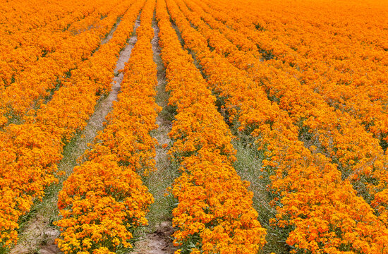 USA, Oregon, Silverton. Field of orange Wallflowers grown in rows for seed